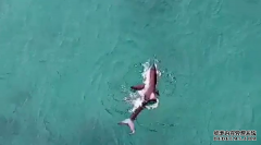 无人机拍下鲨鱼在Bondi游泳者数米处捕食