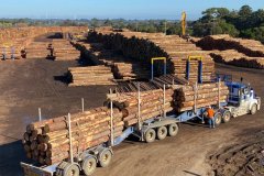 中国暂停进口新州和西澳的木材