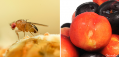 维州运往南澳的水果惊现果蝇幼虫，被有关部门