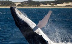 鲸鱼时隔多月又见到人类“超兴奋”！这份澳洲