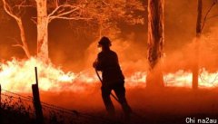 超萌救火员来了！澳洲用“山羊”防范森林大火