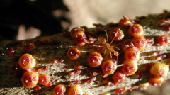 黄金海岸新蚂蚁暴增，侵扰房屋灭小物种