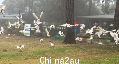 悉尼幼儿园被“垃圾鸟”占领，每天满地都是粪便！公园负责人苦不堪言，当地政府却无能为力（图）