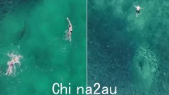 惊险！多名游泳者在悉尼热门海滩与鲨鱼“亲密接触”，无人机镜头曝光（图）