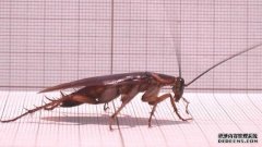 新州温暖潮湿天气为蟑螂提供了理想的繁殖环境