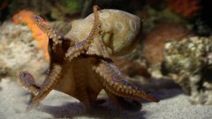 注意！珀斯海边发现剧毒章鱼