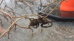 昆州北部洪水发现一只特大蜘蛛