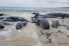 150多头鲸鱼在西澳海滩搁浅