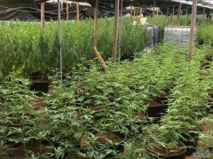 珀斯南郊发现种植大麻的温室大棚，新州男子被