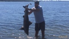 斯帕罗在天鹅河发现公牛鲨