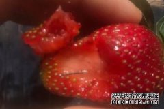 南澳发现首起藏针草莓