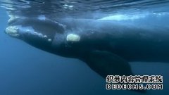 澳大利亚挫败了日本意图推翻32年捕鲸保育令的提
