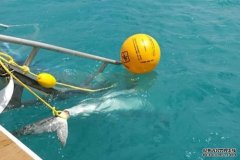 昆州当局在Whitsundays抓捕并毁灭了4头虎鲨