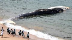 15米长鲸鱼横尸悉尼南部海滩，当局很难处理
