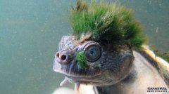 朋克绿毛龟被列入濒危爬行动物名单