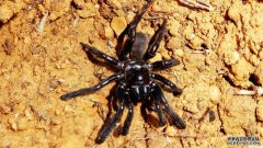 世界最长寿蜘蛛在澳洲辞世