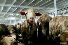 禁止活羊出口的法案可能在几周内在国会通过