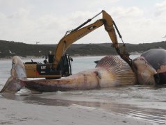 50吨大鳍鲸烂在海滩上