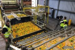 柑橘行业担心出口中国受影响，求联邦政府不要