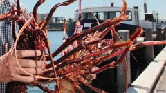 最近龙虾价格波动厉害，西澳龙虾业者居安思危