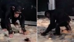 悉尼动物园一头猩猩残忍地杀死小鸭子