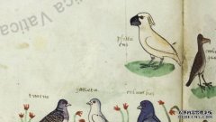 13世纪欧洲文献里发现澳洲鹦鹉画像