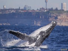 周六悉尼阳光普照，座头鲸也出来晒太阳了