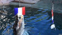 世界杯花絮：达尔文鳄鱼预测法国夺冠