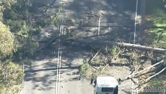 维州大风：据传有百米大树倒下造成司机死亡