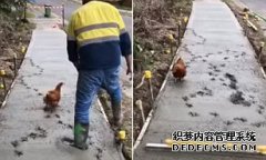 一只鸡在刚铺好的水泥地上走 破坏了工人的辛勤