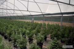 警方缴获珀斯北部温室大棚种植的7000株大麻