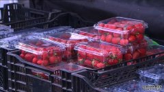 昆州警方逮捕了50岁女子，将起诉她在草莓中藏针