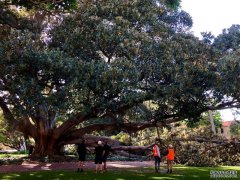 西澳大学老榕树轰然坍塌了四分之一