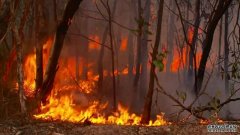 昆州山火失控，新州支援昆州的消防队员们已抵