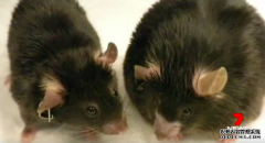 科学家在减肥上取得突破性成果 “治愈”了老鼠