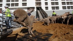 澳洲牲畜业决定，明年夏天不再出口活羊到中东