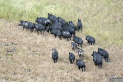 在新洲西南进行的空中扑杀除掉了上千头的野猪