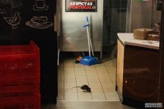 视频显示悉尼一家Oporto 快餐店有老鼠 餐厅不得不