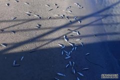 1000多条有鳞鲭鱼被冲上Rockingham海岸