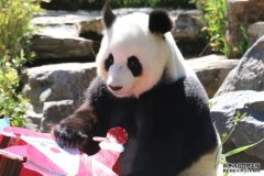福妮未怀上，阿德动物园欲延长大熊猫租期