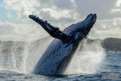 南太平洋的座头鲸的数量增长太快了