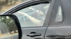 长周末维州警方整顿违章驾驶 抓到很多愚蠢司机