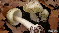 新州出现多起食用野生蘑菇中毒事件