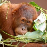 墨尔本动物园红包猩猩第二次逃出园区