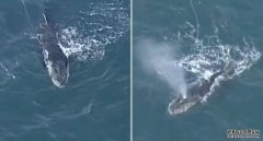 维州紧急解救被缚座头鲸