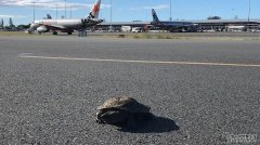 惯犯乌龟爬上了黄金海岸机场跑道