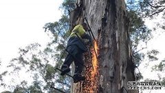 一个时代的终结：西澳西南的钻石树不让人攀爬