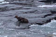 卧龙岗救生员营救掉进大海的野鹿