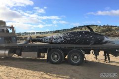 近期塔州有三头鲸鱼尸体被冲刷上岸，原因各异