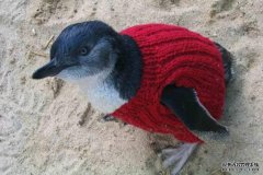 维州小企鹅需要更多毛衣抵抗油污染